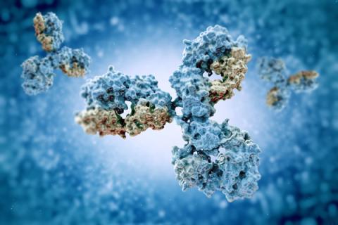 Visualization of a microscopic antibody