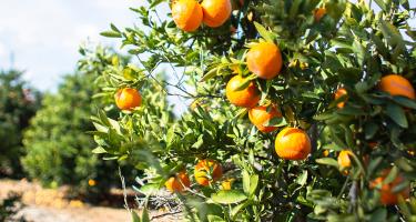 Image of a fruiting orange tree