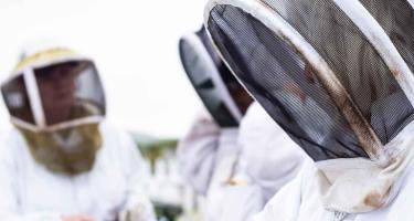 Beekeepers in protective suits and veiled hats work with a hive.