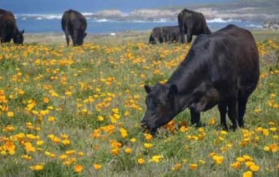 cows grazing in a field of yellow flowers