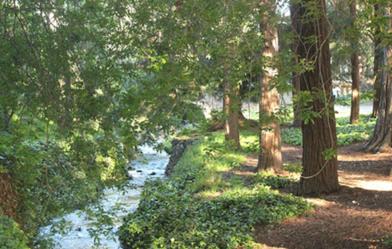A creek runs beside a wooded path