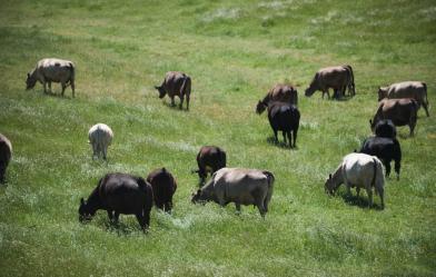 Cows in a field