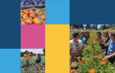 Food project workers study plant growth in the fields