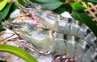 Sustainably harvested black tiger shrimp from Vietnam