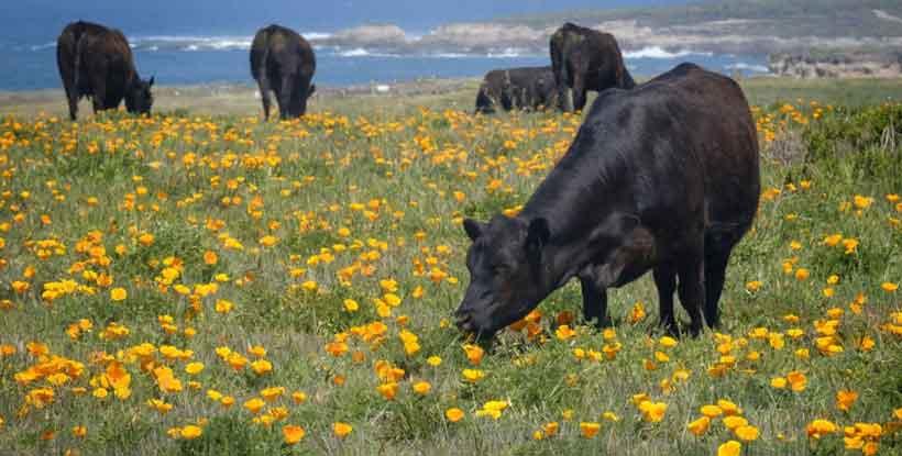 cows grazing in a field of yellow flowers