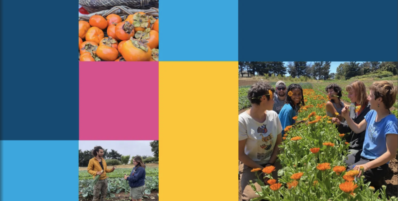 Food project workers study plant growth in the fields
