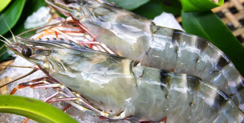 Sustainably harvested black tiger shrimp from Vietnam
